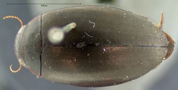 Media type: image;   Entomology 6042 Aspect: habitus dorsal view